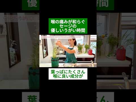 医療ビジネス薬科学科 🌿喉の痛みが和らぐ セージの優しいうがい時間🌿#shorts #ハーブ #体質改善