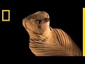 Animal Mummies Pets Of The Pharaohs National Geographic