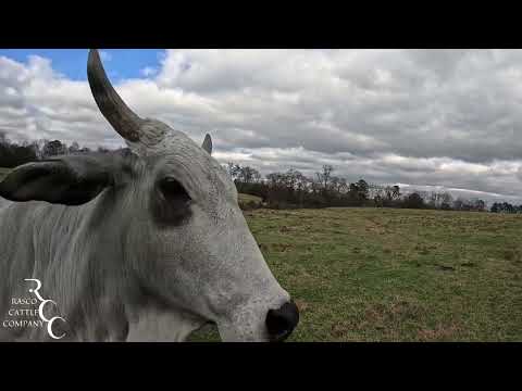 Feeding the Brahmans