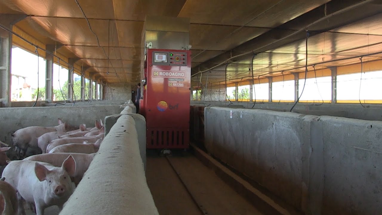 TECNOLOGIA EM GRANJA DE SUÍNOS GARANTE DESPERDÍCIO ZERO AO PRODUTOR