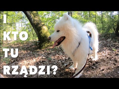 I kto tu jest szefem? O przywództwie zdyszanych słów kilka. Wiedza zogniskowana - odc.4