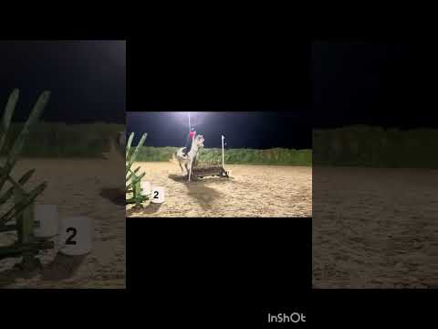 Cavan Sales Lot 29 Thursday 26th February - Image 2