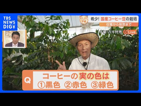インドライラックは霜を恐れますか？フランスのどこでも栽培できるのでしょうか？  庭園