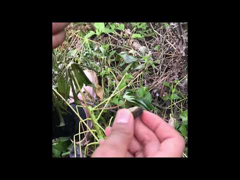 Alien insect can you name it ?