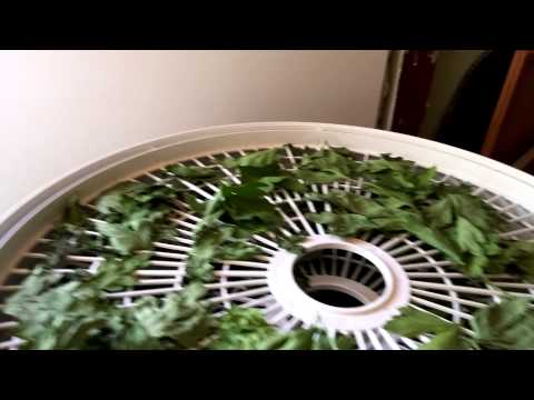 Dehydrating parsley from my garden