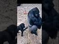 Baby Monkey touches butt 🐒🦍 #funny #monkey