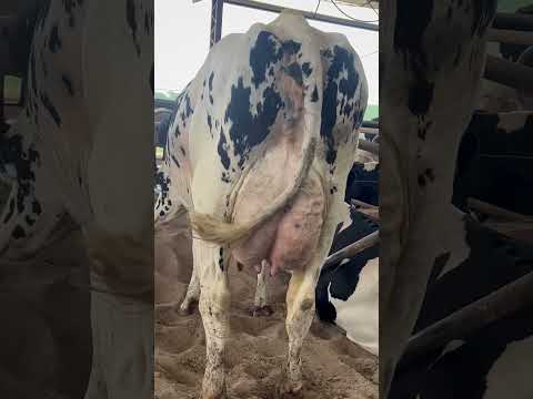 , title : 'Vaca holandesa de alta produção leiteira.'