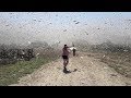 Swarms of locusts cover the sky in Russia