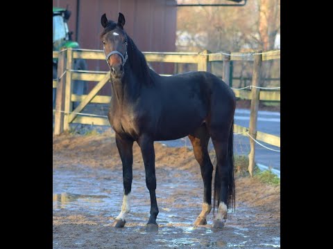 -sold- Quadriga : Brown stallion 2021 by De Niro Gold for highest dressage