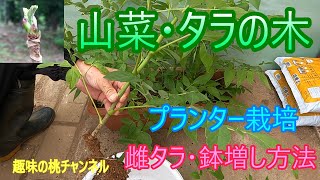[Wild Vegetables - Tara Tree] Planter Cultivation - Female Tara - How to Repot - 25/8/15
