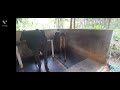 Krishna Goshala Farming Cow Milk