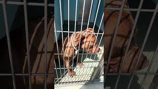 Video preview image #1 Mutt Puppy For Sale in Pasadena, CA, USA