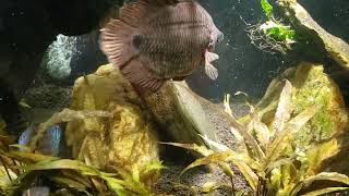 Synodontis Eupterus Makes An Appearance In My Discus Tank