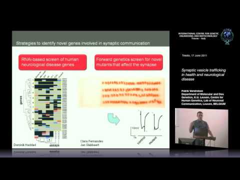 P. Verstreken - Synaptic vesicle trafficking in health and neurological disease