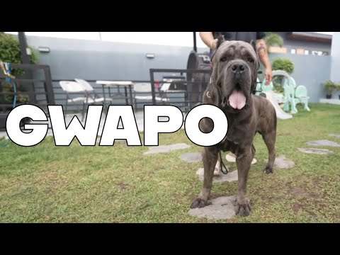 Aksaray Malaklisi, Alabai, Boerboel, Cane Corso of Ezekiel Detiquez