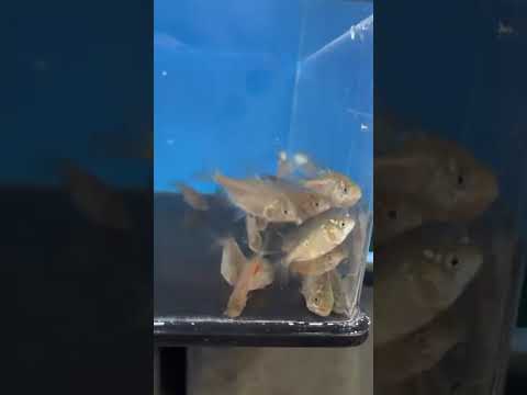 Piscicultura Bianco, Paicandu PR