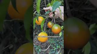 猴子果？山橙？夹竹桃科的奇异果子你知道多少？Unveiling the Mysteries of the Monkey Fruit! #馬骝橙 #植物知識 #果實揭秘 #exoticfruits