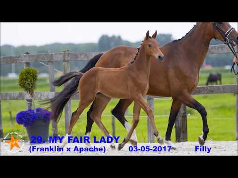29. My Fair Lady (Franklin x Apache) - www.prinsjesdag.eu