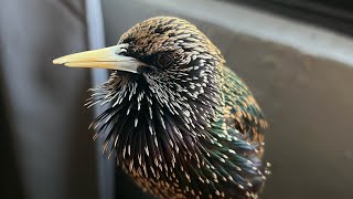 Download lagu Seseorang punya banyak hal untuk dikatakan pagi ini… mp3