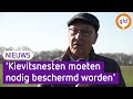 Vrijwilligers gezocht om kievitsnesten te beschermen