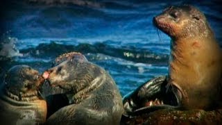 Tasmania: Timid Devils and Ghost Tigers (full documentary)