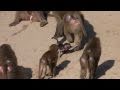 monkey attack die brutalste affenmutter der welt ...