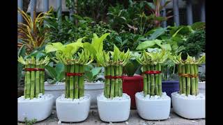 Lucky Bamboo Plants: The Ultimate Guide