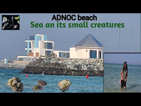 Sea beach at UAE/ visit to sea beach/ tiny sea creature /ADNOC beach/ sea beach/ adnoc @geetvlogs22