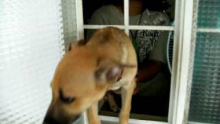 preview picture of video 'Crazy Philippine dog coming through the window'