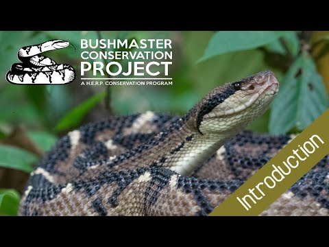 INTRODUCTION: Bushmaster Conservation Project