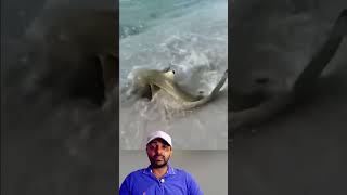 Tubarão Recuou pra Arraia 😱