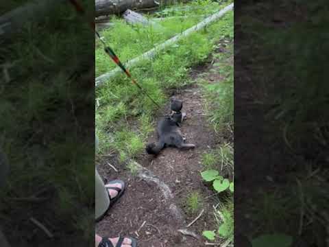 cat hiking on back trails