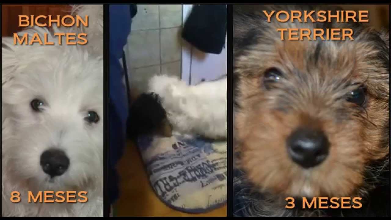 Fight dogs | Bichon maltes vs Yorkshire Terrier | Maralb