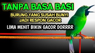 Download lagu Pancingan Handal Cucak Ijo Gacor! Jitu Dalam Membuat Ijo Lain Cepat Naik Emosi Langsung Jamtro Emosi mp3