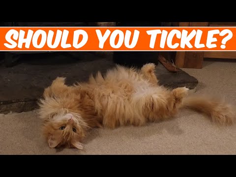 Why do Maine Coons lay on their backs (especially when they see you coming)?