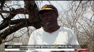 Livestock | Devastation after grazing land gutted by fire