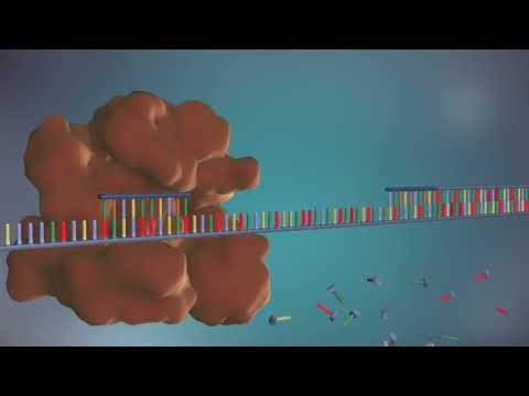 Processo de Replicação do DNA - Legendado - Animação 3D - 1080p