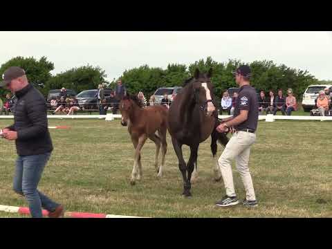 Holsteiner Fohlenschau Föhr 2022 | SF | Keaton x Quantum x Caretino | St. 776 | B. Lorenzen