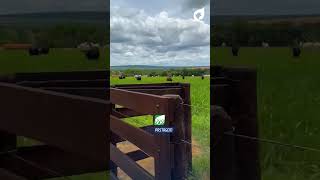 ZF Pastagem Platinum NEO: Resultados Reais Direto do Campo!