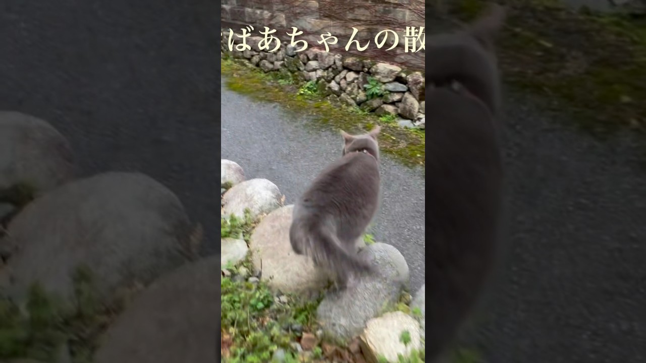 2026.4.2(木)《一日の記録》雨模様の静かな朝..  蚤の市が始まる前日..  ひとり散歩を満喫して戻って来た猫…【さっちゃんとおばあちゃんの散歩・1197日目】… #かぜのねこ #保護猫