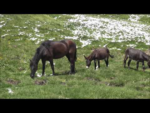 CAVALLI E ASINELLI AL PASCOLO IN RIVA AL LAGO IN VALLE VARAITA. MART. 16 - 7 - 2019