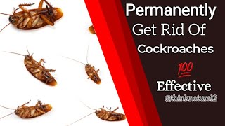 100% Most Effective Way To Get Rid Of Cockroaches In Your Kitchen  Permanently | Think Natural