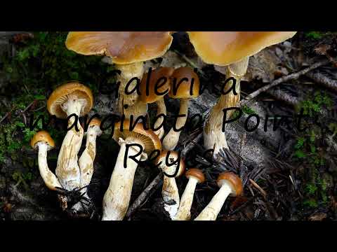 How to pronounce Galerina marginata Point Reyes in English?
