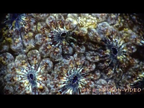 Botryllus schlosseri