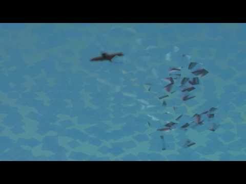 AIR SHOW 50° Anniversario FRECCE TRICOLORI   (((PART 1))) HD