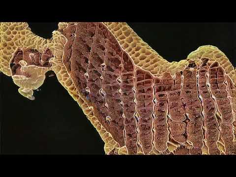 Rachel Flowers - Treacherous Cretins - Frank Zappa cover