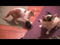CAT VS DOG! Epic Fight! Municipal Waste Authority Complex MV