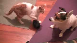 CAT VS DOG! Epic Fight! Municipal Waste Authority Complex MV