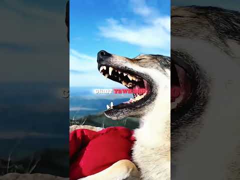 His dog plays hide and seek with him