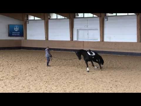 Flashlight v. For Romance x Rohdiamant, Stute, Kennenlernen (Ton)